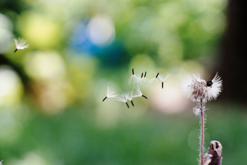 Fluffy Textures — Photoresk Photo Talk photograph