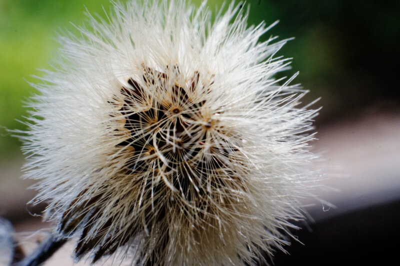 Fluffy Textures — Photoresk Photo Talk photograph