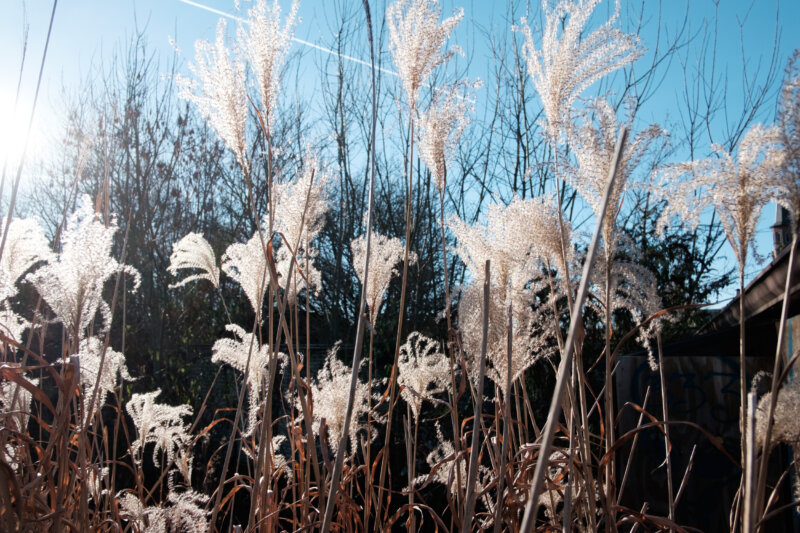 Fluffy Textures — Photoresk Photo Talk photograph