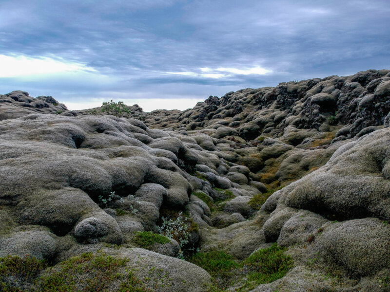 Fluffy Textures — Photoresk Photo Talk photograph