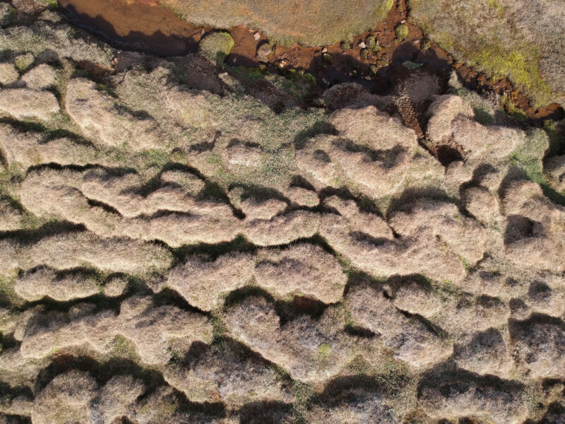 Fluffy Textures — Photoresk Photo Talk photograph