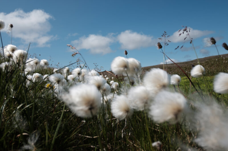 Fluffy Textures — Photoresk Photo Talk photograph