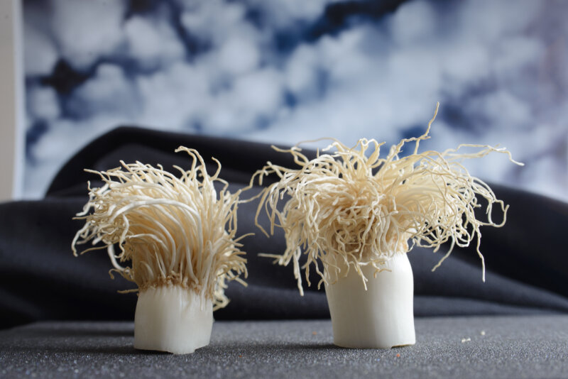 Fluffy Textures — Photoresk Photo Talk photograph