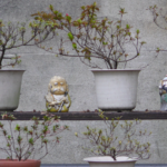 Japanese Garden, Hasselt — Sunday, 19 April 2026