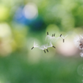 Fluffy Textures — Photoresk Photo Talk
