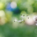 Fluffy Textures — Photoresk Photo Talk