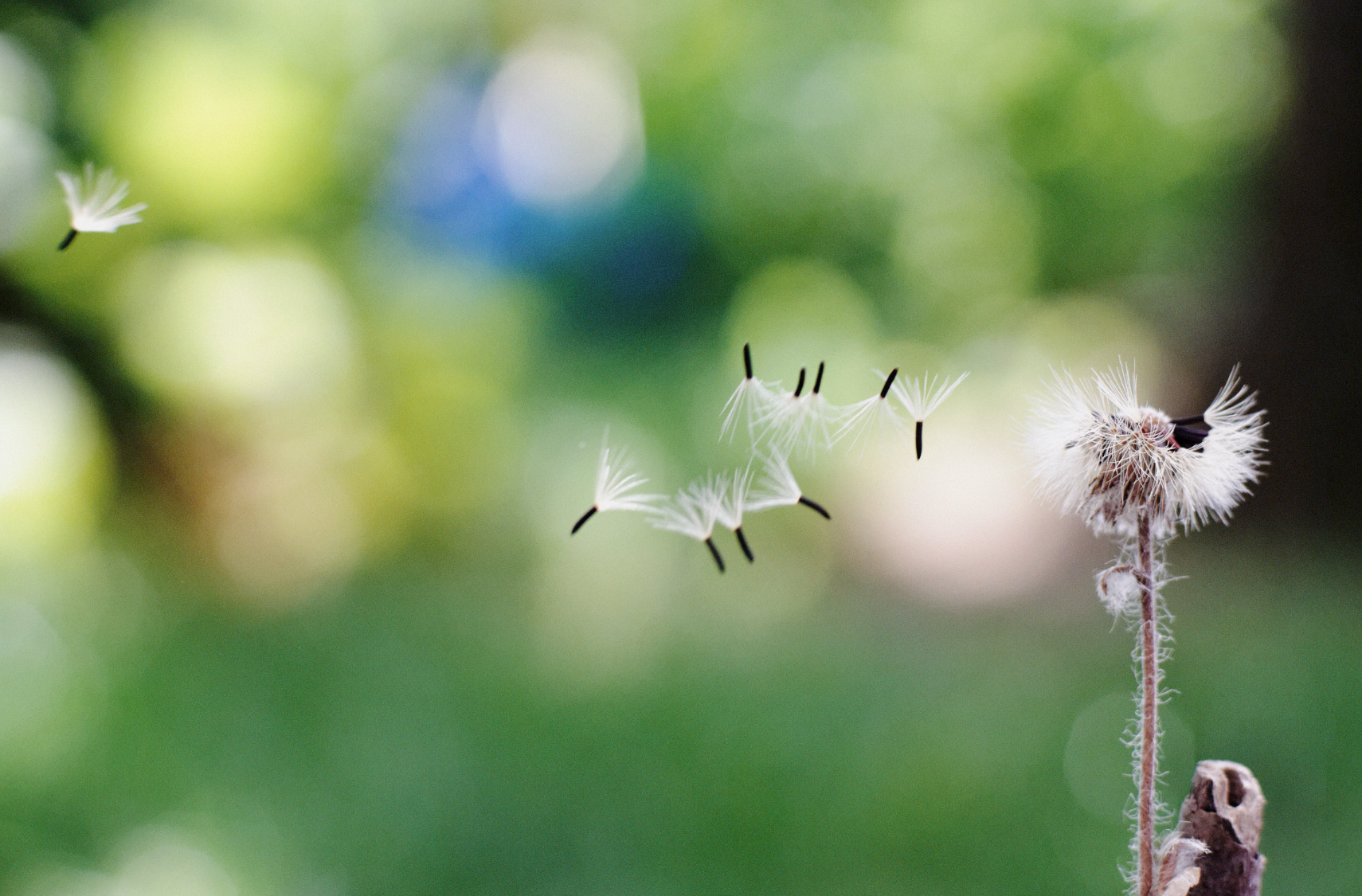 Fluffy Textures — Photoresk Photo Talk