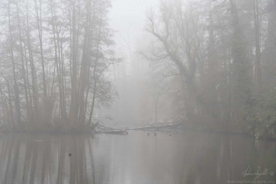 Landscapes of Belgium - searching for ghosts at the swamps of Blaasveld