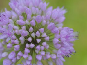 Flower @botanical garden Bochum
