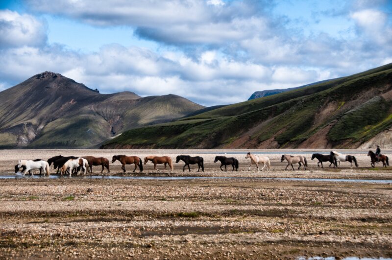 Horses in Iceland