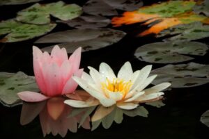 Meditation