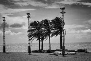Palm Trees
