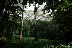 Manoa Falls Trail Forest