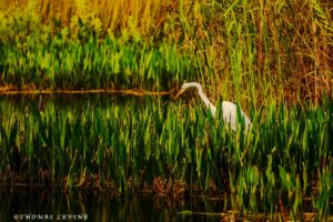 Everglades Egret
