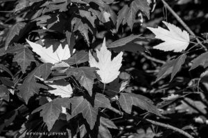 Florida Leaves